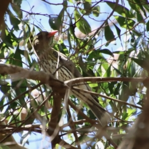 Oriolus sagittatus at Mongarlowe, NSW - 9 Nov 2022