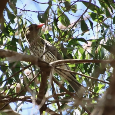 Oriolus sagittatus (Olive-backed Oriole) at Mongarlowe River - 9 Nov 2022 by LisaH