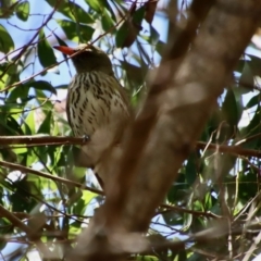 Oriolus sagittatus at Mongarlowe, NSW - 9 Nov 2022