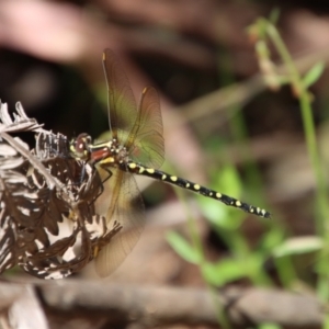 Synthemis eustalacta at Mongarlowe, NSW - suppressed