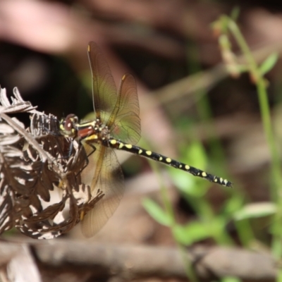 Synthemis eustalacta (Swamp Tigertail) at Mongarlowe, NSW - 9 Nov 2022 by LisaH