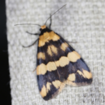 Termessa zonophanes (Double Yellow-patched Footman) at O'Connor, ACT - 6 Nov 2022 by ibaird