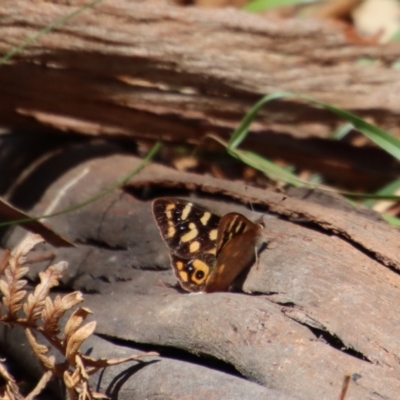 Argynnina cyrila (Forest brown, Cyril's brown) at Mongarlowe River - 9 Nov 2022 by LisaH