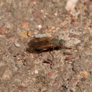 Anabarhynchus sp. (genus) at Mongarlowe, NSW - suppressed