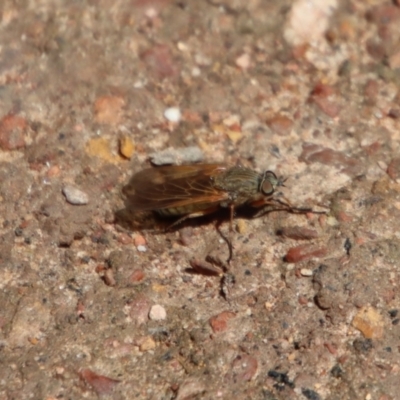 Anabarhynchus sp. (genus) (Stiletto Fly (Sub-family Therevinae)) at Mongarlowe, NSW - 9 Nov 2022 by LisaH