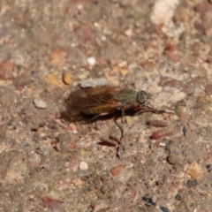 Unidentified True fly (Diptera) (TBC) at Mongarlowe, NSW - 9 Nov 2022 by LisaH