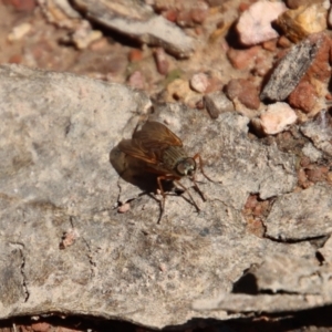 Anabarhynchus sp. (genus) at Mongarlowe, NSW - suppressed