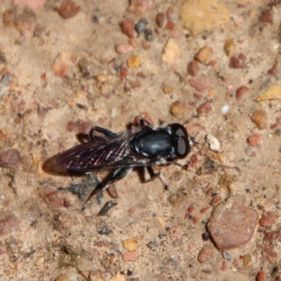 Eumerus sp. (genus) (A hoverfly) at Mongarlowe, NSW - 9 Nov 2022 by LisaH