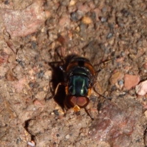 Calliphora sp. (genus) at Mongarlowe, NSW - suppressed