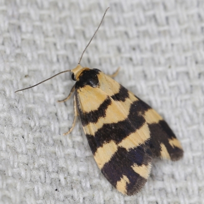 Thallarcha partita (Dark-banded Footman) at O'Connor, ACT - 6 Nov 2022 by ibaird