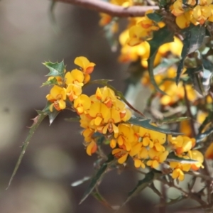 Podolobium ilicifolium at Mongarlowe, NSW - suppressed