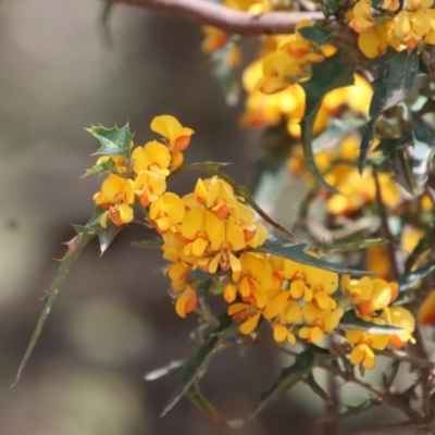 Podolobium ilicifolium (prickly shaggy-pea) at Mongarlowe, NSW - 9 Nov 2022 by LisaH