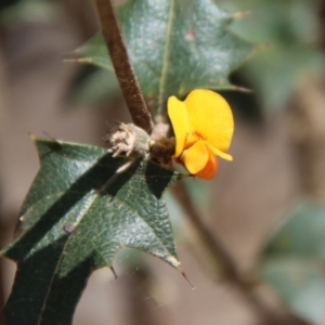 Podolobium ilicifolium at Mongarlowe, NSW - suppressed