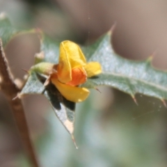 Podolobium ilicifolium at Mongarlowe, NSW - suppressed