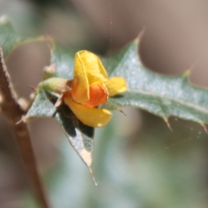 Podolobium ilicifolium at Mongarlowe, NSW - suppressed