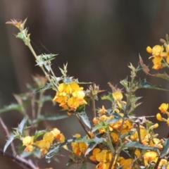 Podolobium ilicifolium at Mongarlowe, NSW - suppressed