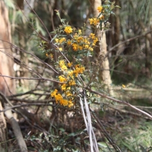 Podolobium ilicifolium at Mongarlowe, NSW - suppressed