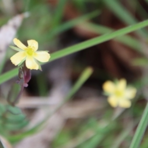 Hypericum gramineum at Mongarlowe, NSW - suppressed