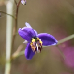 Dianella revoluta (Black-Anther Flax Lily) at Mongarlowe, NSW - 9 Nov 2022 by LisaH