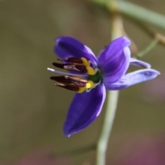 Dianella revoluta at Mongarlowe, NSW - 9 Nov 2022