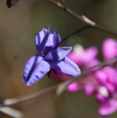 Dianella revoluta at Mongarlowe, NSW - 9 Nov 2022