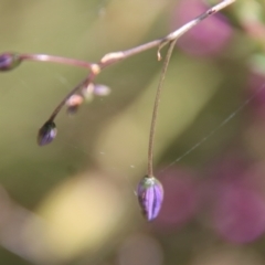 Dianella revoluta at Mongarlowe, NSW - 9 Nov 2022