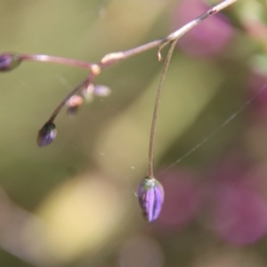 Dianella revoluta at Mongarlowe, NSW - 9 Nov 2022