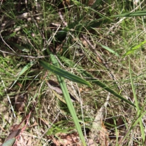 Dianella revoluta at Mongarlowe, NSW - 9 Nov 2022