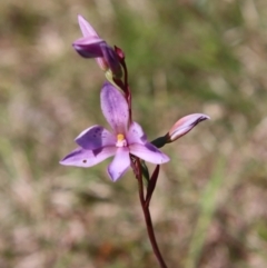 Thelymitra ixioides (Dotted Sun Orchid) at Mongarlowe, NSW - 9 Nov 2022 by LisaH