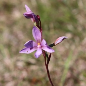 Thelymitra ixioides at Mongarlowe, NSW - 9 Nov 2022