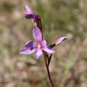 Thelymitra ixioides at Mongarlowe, NSW - suppressed