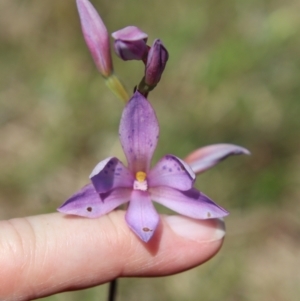 Thelymitra ixioides at Mongarlowe, NSW - 9 Nov 2022