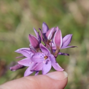 Thelymitra ixioides at Mongarlowe, NSW - suppressed