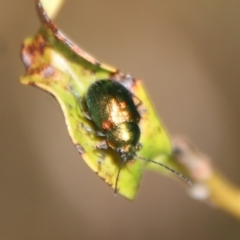 Edusella sp. (genus) (A leaf beetle) at Mongarlowe, NSW - 9 Nov 2022 by LisaH