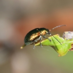 Edusella sp. (genus) at Mongarlowe, NSW - 9 Nov 2022