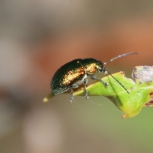 Edusella sp. (genus) at Mongarlowe, NSW - 9 Nov 2022