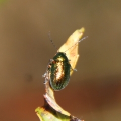 Edusella sp. (genus) at Mongarlowe, NSW - suppressed