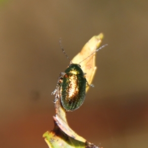 Edusella sp. (genus) at Mongarlowe, NSW - 9 Nov 2022