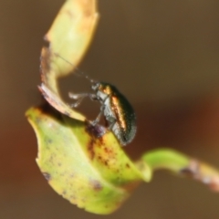 Edusella sp. (genus) at Mongarlowe, NSW - 9 Nov 2022
