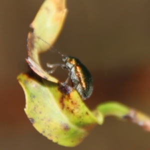 Edusella sp. (genus) at Mongarlowe, NSW - 9 Nov 2022