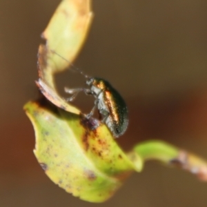 Edusella sp. (genus) at Mongarlowe, NSW - suppressed