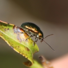 Edusella sp. (genus) at Mongarlowe, NSW - suppressed