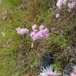 Kunzea parvifolia at Paddys River, ACT - 9 Nov 2022