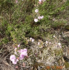 Kunzea parvifolia at Paddys River, ACT - 9 Nov 2022