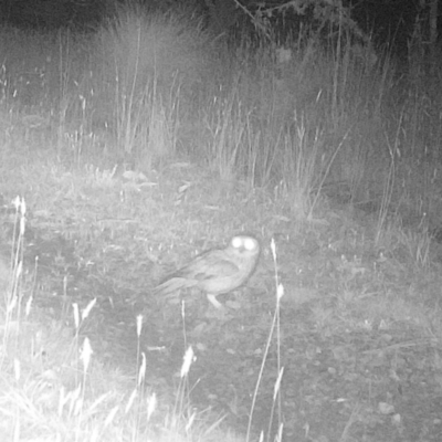 Ninox boobook (Southern Boobook) at Mongarlowe, NSW - 8 Nov 2022 by LisaH