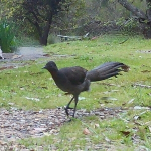 Menura novaehollandiae at Mongarlowe, NSW - 31 Oct 2022