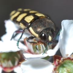 Castiarina decemmaculata (Ten-spot Jewel Beetle) at Block 402 - 9 Nov 2022 by Harrisi