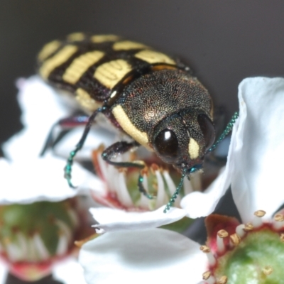 Castiarina decemmaculata (Ten-spot Jewel Beetle) at Stromlo, ACT - 9 Nov 2022 by Harrisi