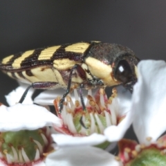 Castiarina decemmaculata at Stromlo, ACT - 9 Nov 2022