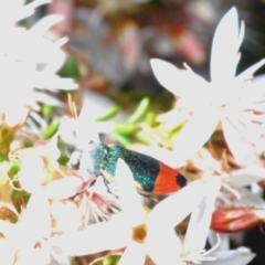 Castiarina kerremansi (A jewel beetle) at Sherwood Forest - 8 Nov 2022 by Harrisi
